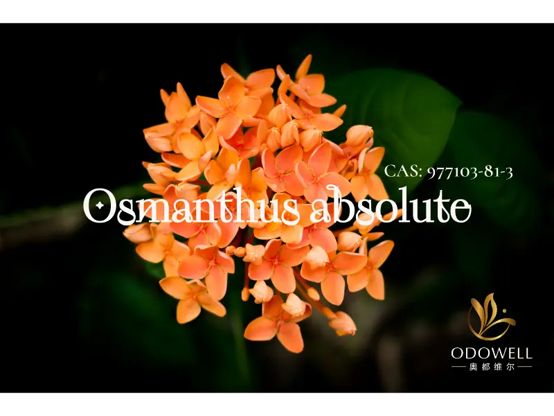 Osmanthus Absolute – Zarif Oryantal Çiçekler için ODOWELL'in Doğal İmzası